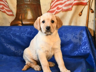 Labrador Retriever dogs Hailey - Ad 5