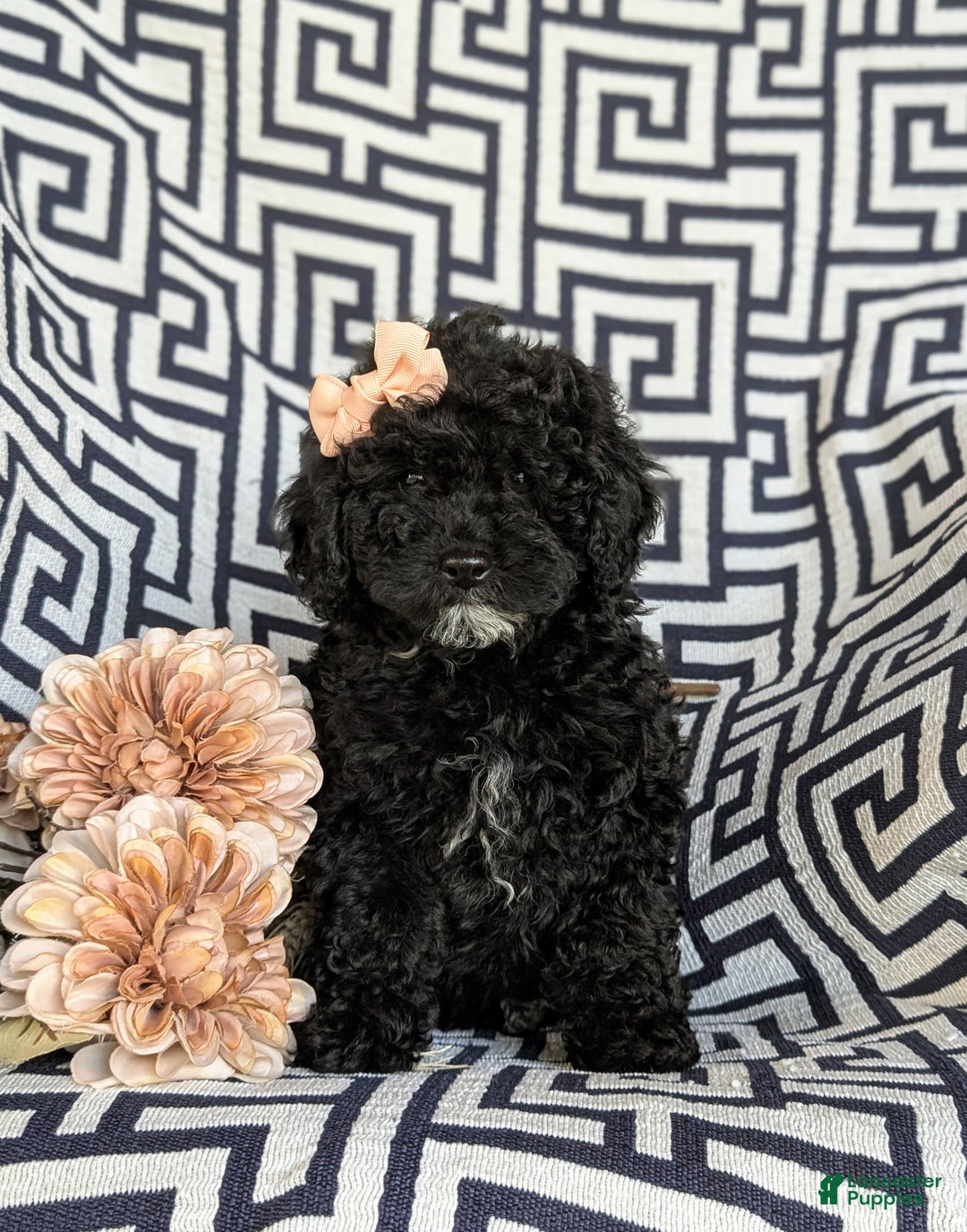 Cavapoo dogs for sale: Sophie 10 lbs Full Grown - Ad 3