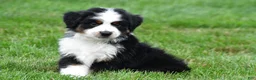 Miniature Australian Shepherd dogs for sale: Wilbur - Ad 8