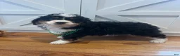 Mini Bernedoodle dogs for sale: Whiskey  - Ad 6