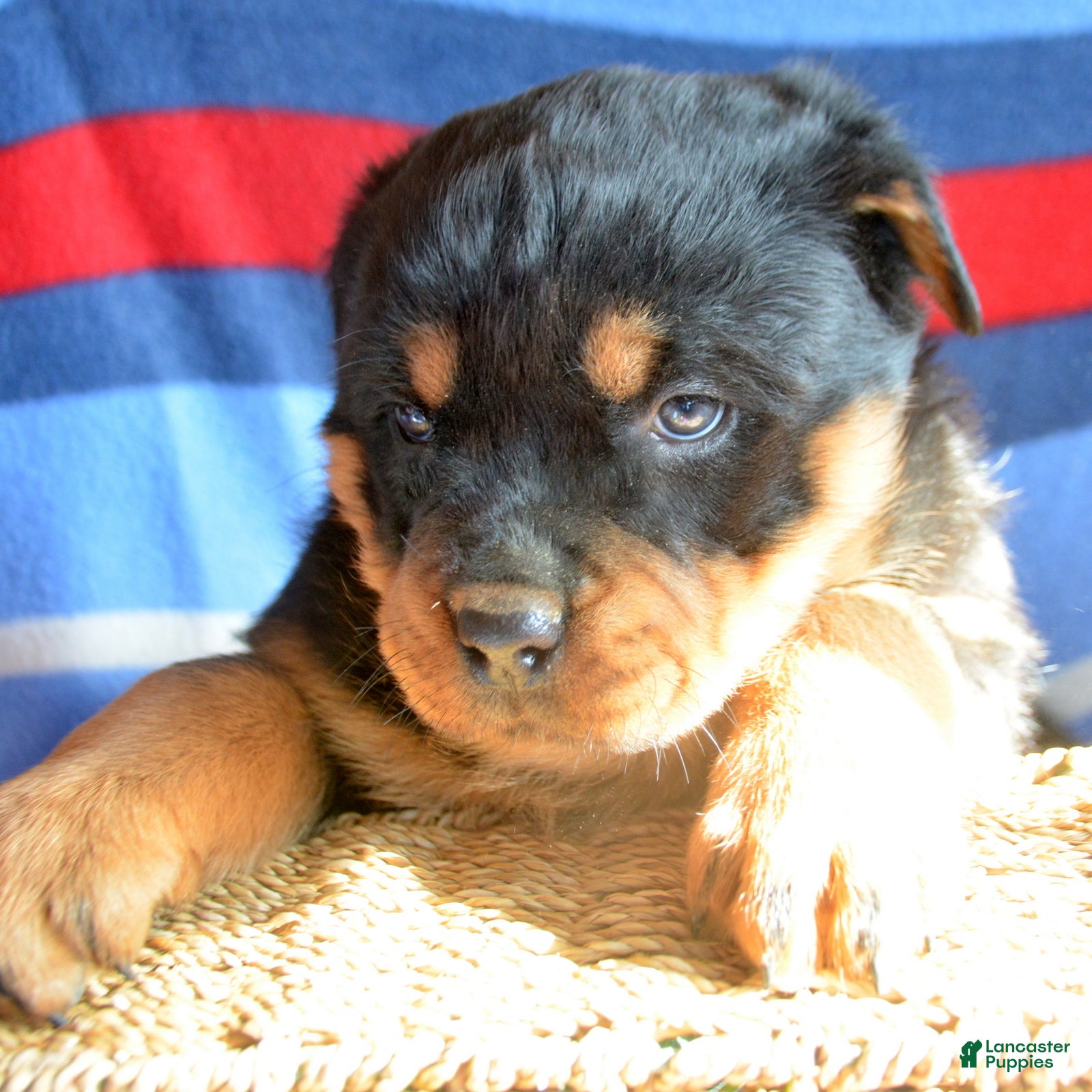 Rottweiler dogs Rottweiler Puppy 4 Remy - Ad 28