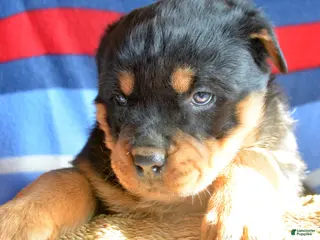 Rottweiler dogs Rottweiler Puppy 4 Remy - Ad 23