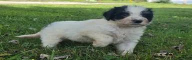 Domino 