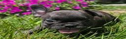 French Bulldog dogs for sale: French Toast - Ad 6
