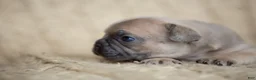 French Bulldog dogs for sale: Penny AKC - Ad 23