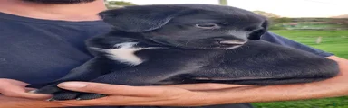 Ernie