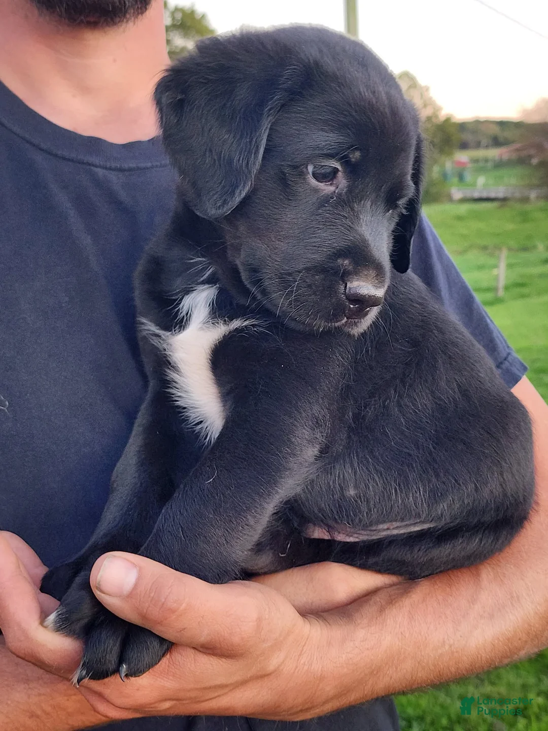 Labrador Retriever dogs for sale: Ernie - Ad 1