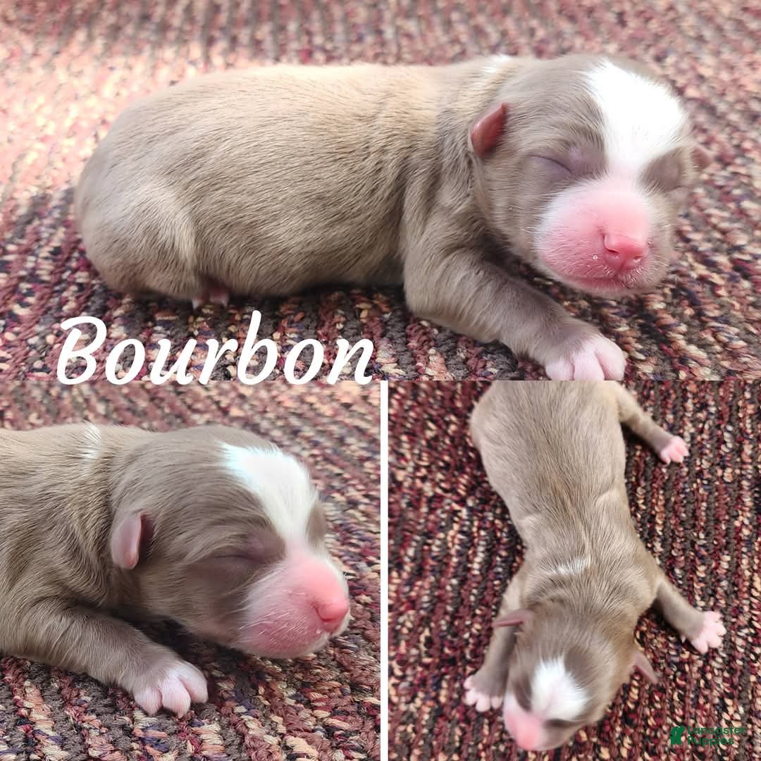 Miniature Australian Shepherd dogs Bourbon  - Ad 33
