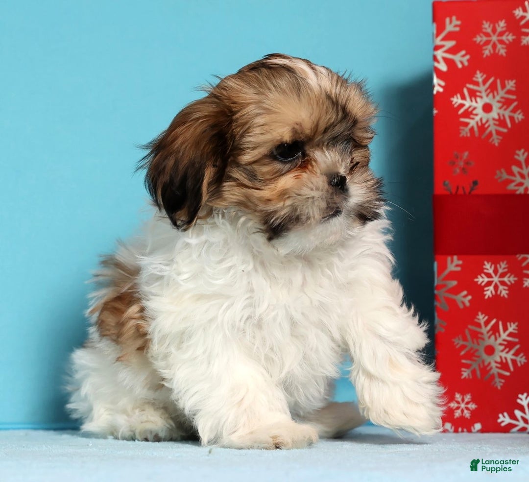 Shih Tzu dogs for sale: Dixie - Ad 6