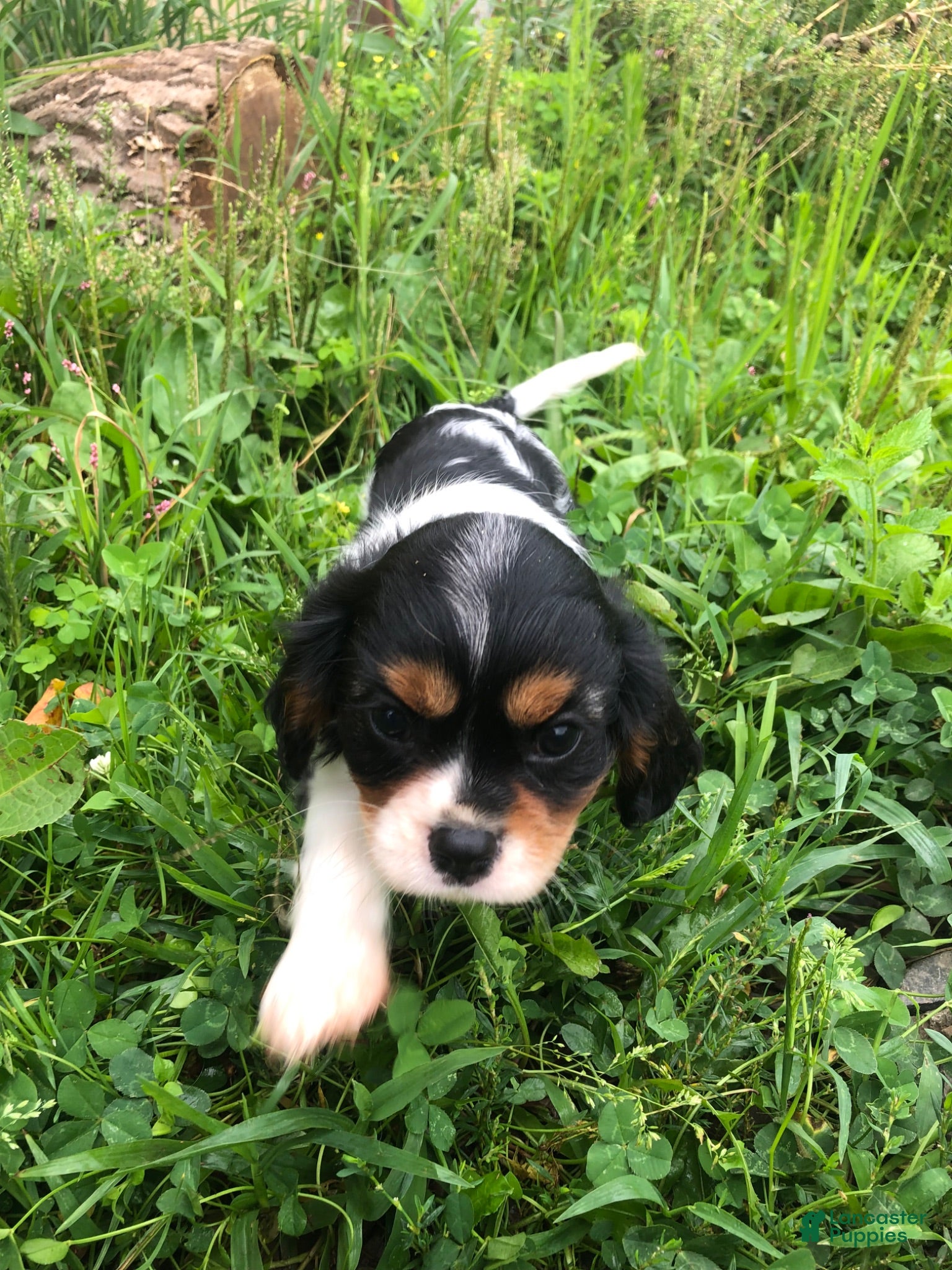 Cavalier King Charles Spaniel dogs Dallas - Ad 1