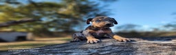 Catahoula Leopard Dog dogs for sale: Houdini 2025 Female 1 - Ad 6