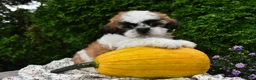 Teddy Bear dogs for sale: Tyler - Ad 5