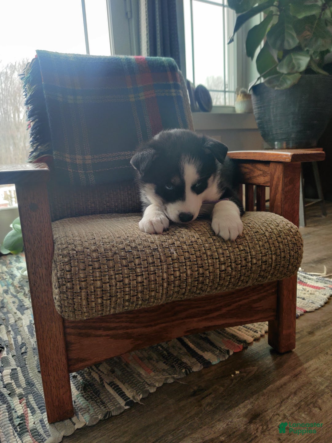 Siberian Husky dogs for sale: Susan - Ad 1