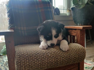 Siberian Husky dogs Susan - Ad 4