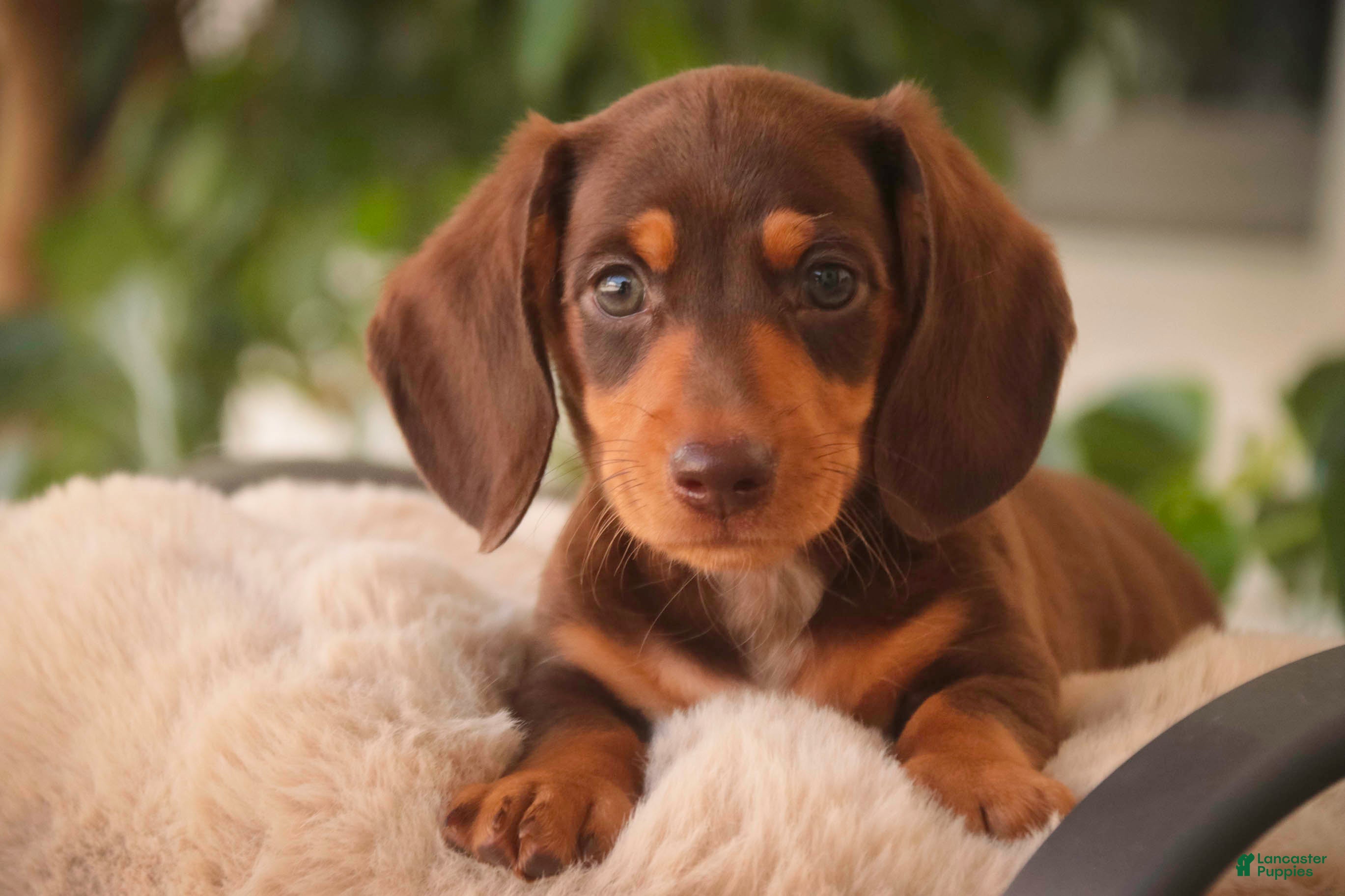 Miniature Dachshund dogs Peanut Butter Miniature Dachshund  - Ad 1