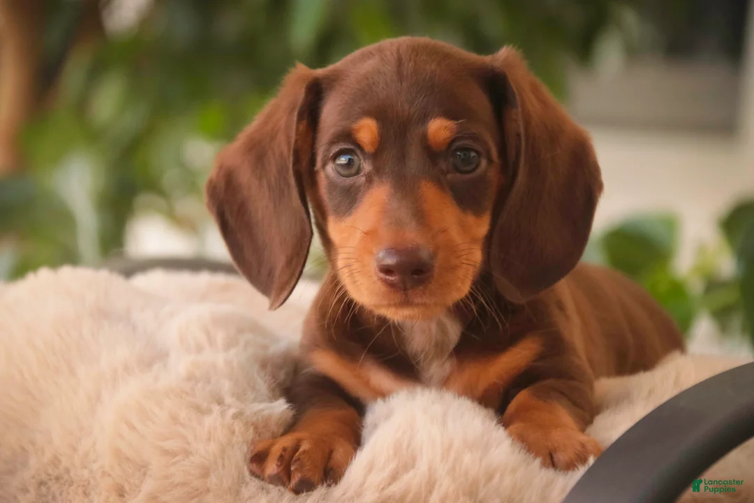 Miniature Dachshund dogs for sale: Peanut Butter Miniature Dachshund  - Ad 1