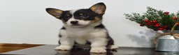 Welsh Corgi Pembroke dogs for sale: Winnie - Ad 2