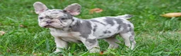 French Bulldog dogs for sale: Roxy - Ad 13