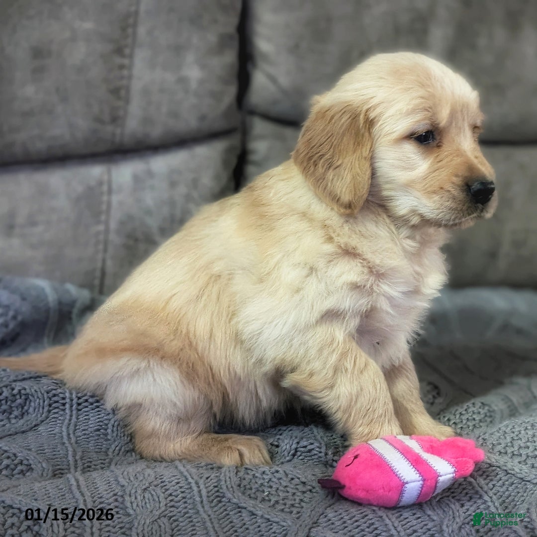 Golden Retriever dogs for sale: Finn - Ad 3