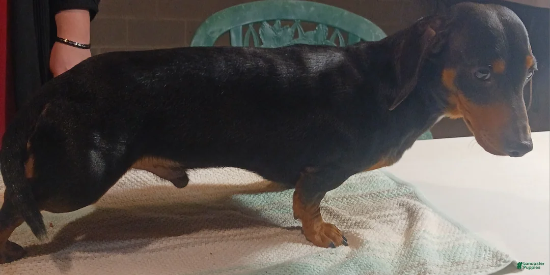 Miniature Dachshund dogs for sale: Angela - Ad 7