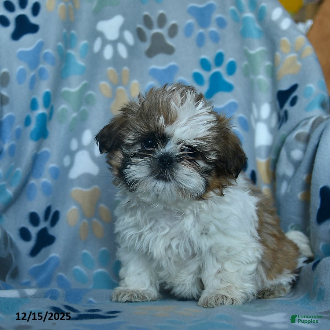 Shih Tzu dogs for sale: Holly - Ad 1