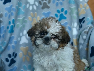 Shih Tzu dogs Holly - Ad 12