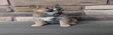 Shiba Inu Puppy 3