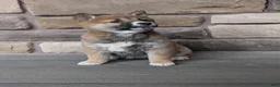 Shiba Inu dogs for sale: Shiba Inu Puppy 3 - Ad 1