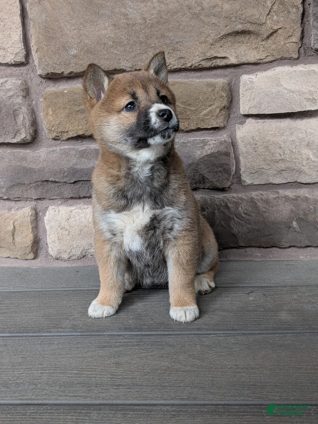 Shiba Inu dogs for sale: Shiba Inu Puppy 3 - Ad 1