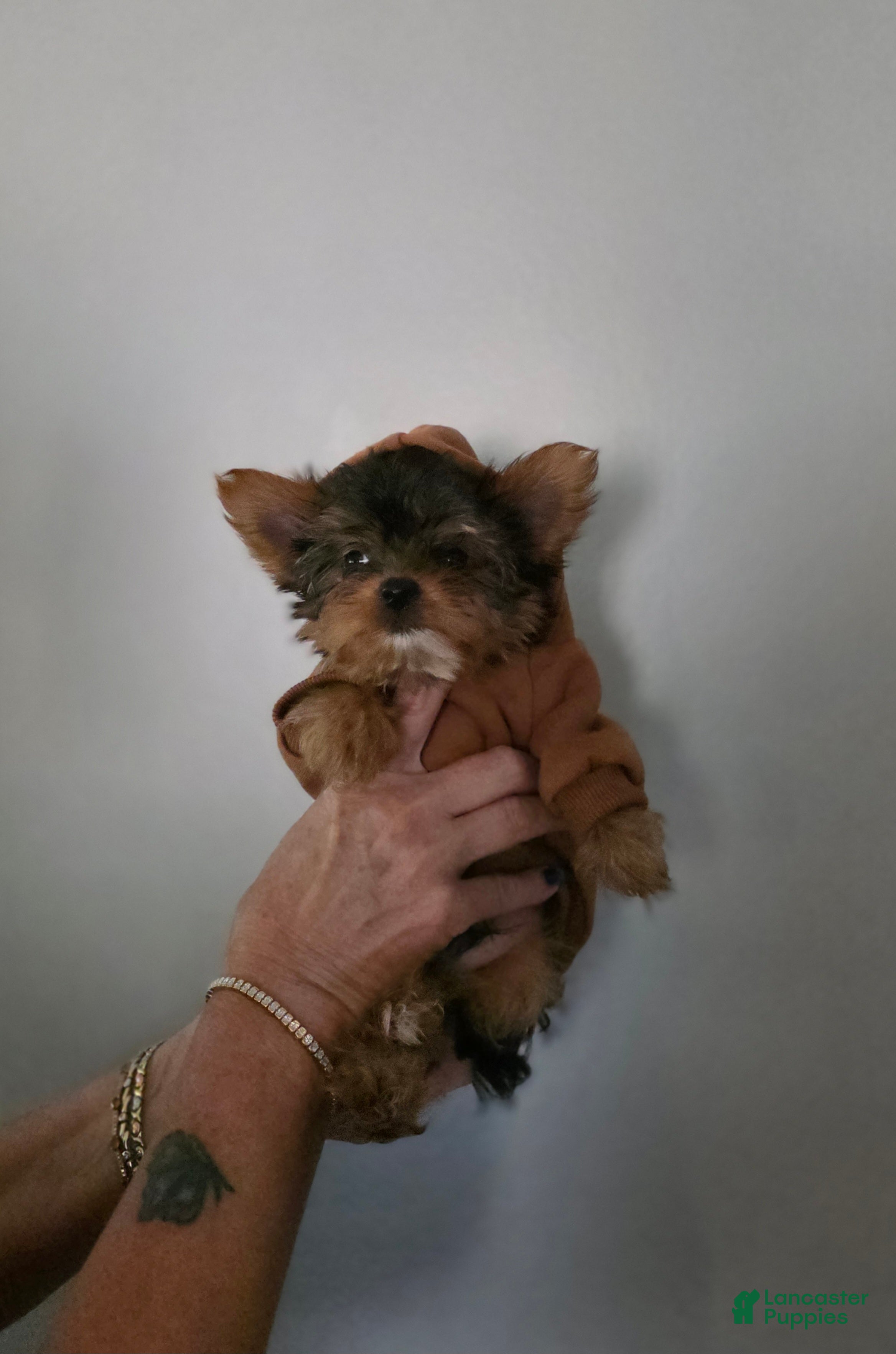 Yorkshire Terrier dogs AKC MIDNIGHT (Teacup) - Ad 1