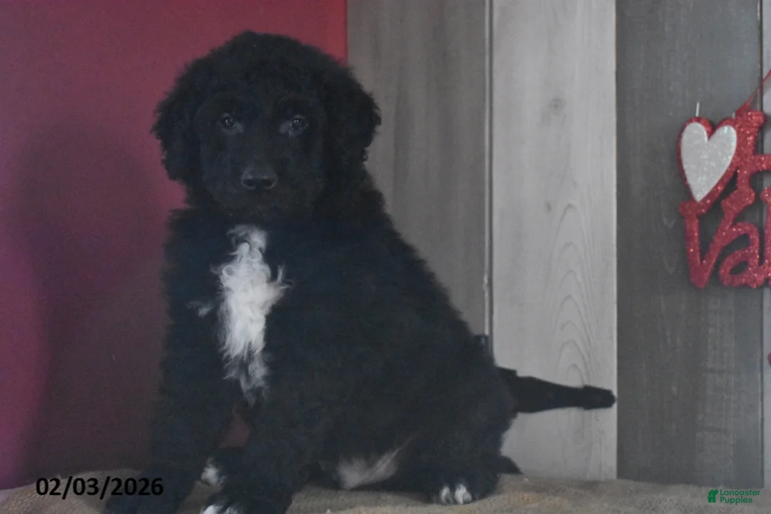 Goldendoodle dogs for sale: Jase - Ad 5