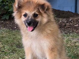 Pomeranian dogs - Ad 32