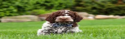 Lagotto Romagnolo dogs for sale: Cash - Ad 3
