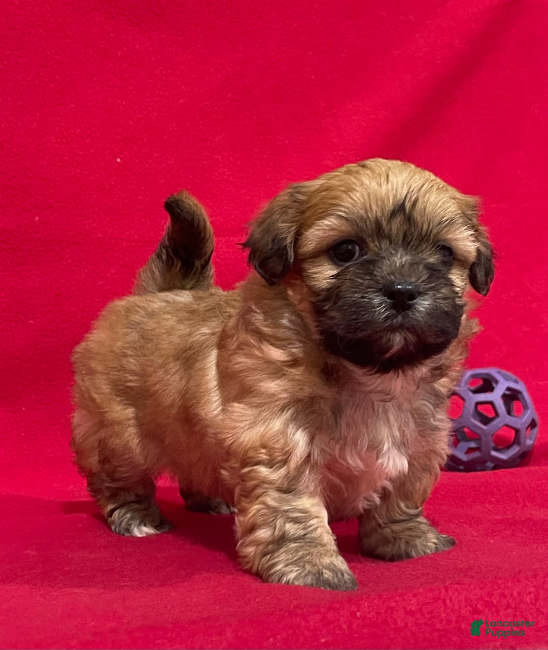 Teddy Bear dogs for sale: Luke - Ad 2