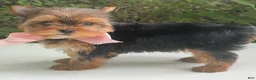 Biewer Terrier dogs for sale: Inka - Ad 8
