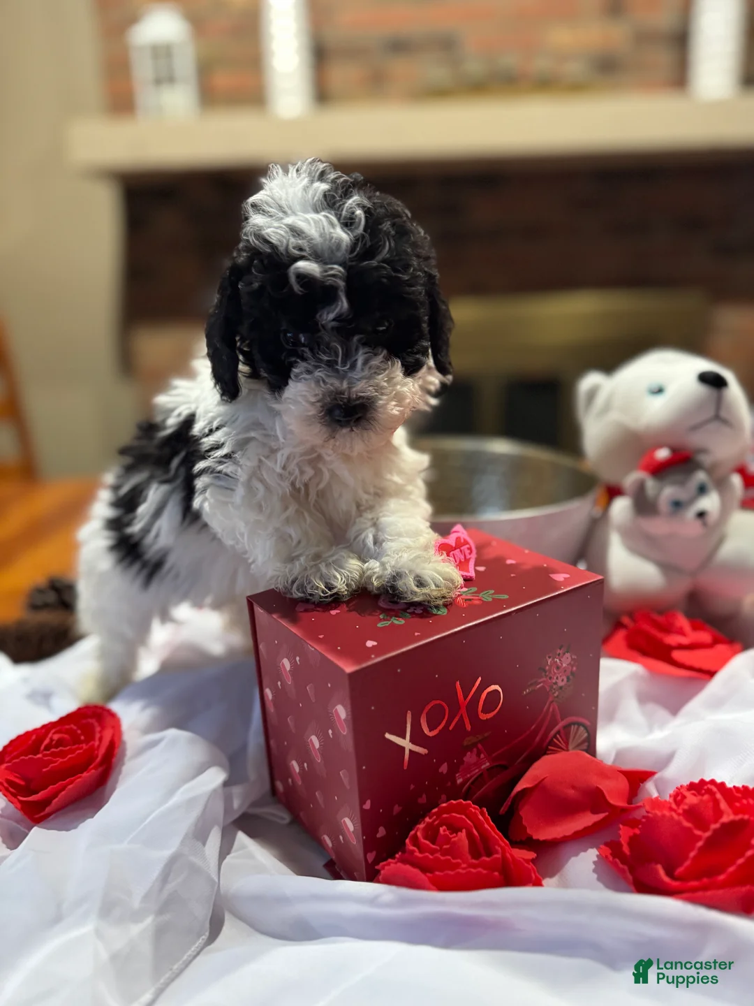 Toy Poodle dogs for sale: Stripe - Ad 2