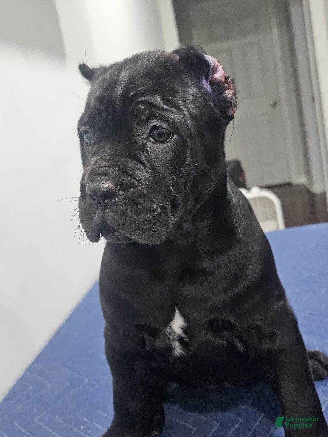 Cane Corso dogs for sale: CANDY - Ad 2