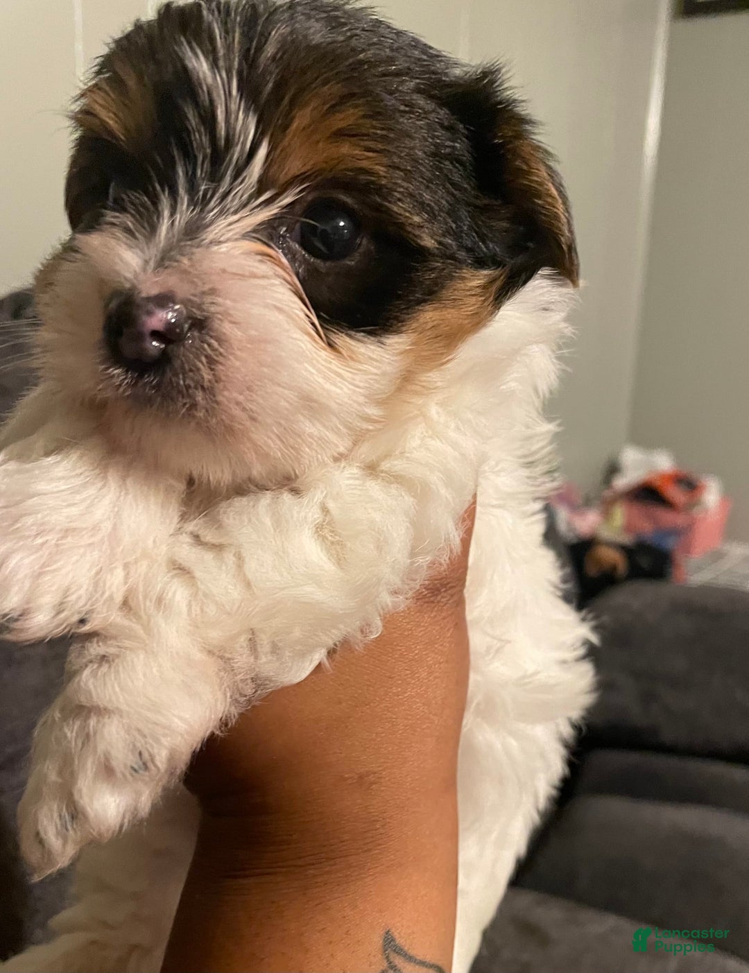 Gallery Image {{count}}