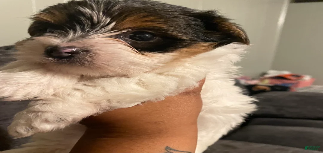 Gallery Image {{count}}