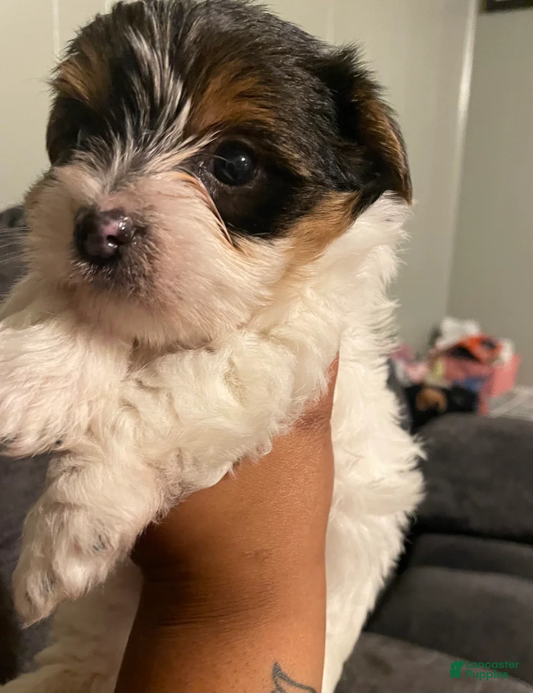 Gallery Image {{count}}