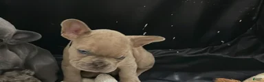 French Bulldog Puppy 1