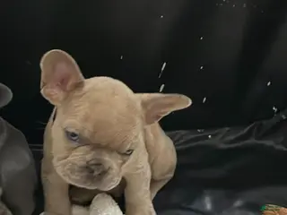 French Bulldog dogs French Bulldog Puppy 1 - Ad 27