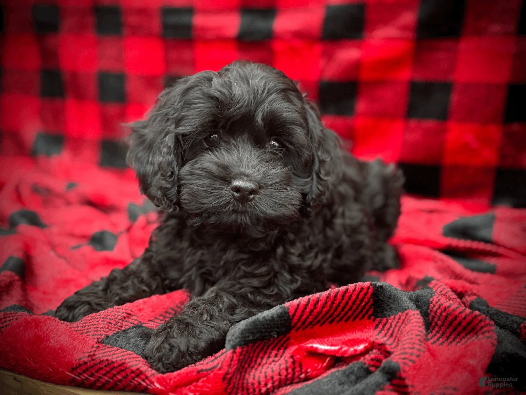 Cockapoo dogs for sale: Autumn  - Ad 2