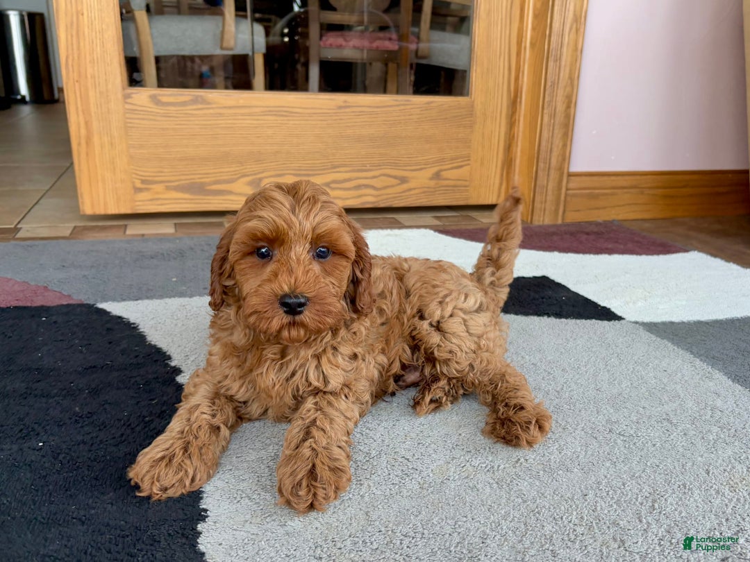 Cockapoo dogs for sale: Ray - Ad 6