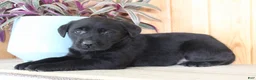 Labrador Retriever dogs for sale: Lulu - Ad 1