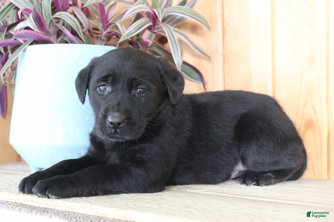 Labrador Retriever dogs for sale: Lulu - Ad 1