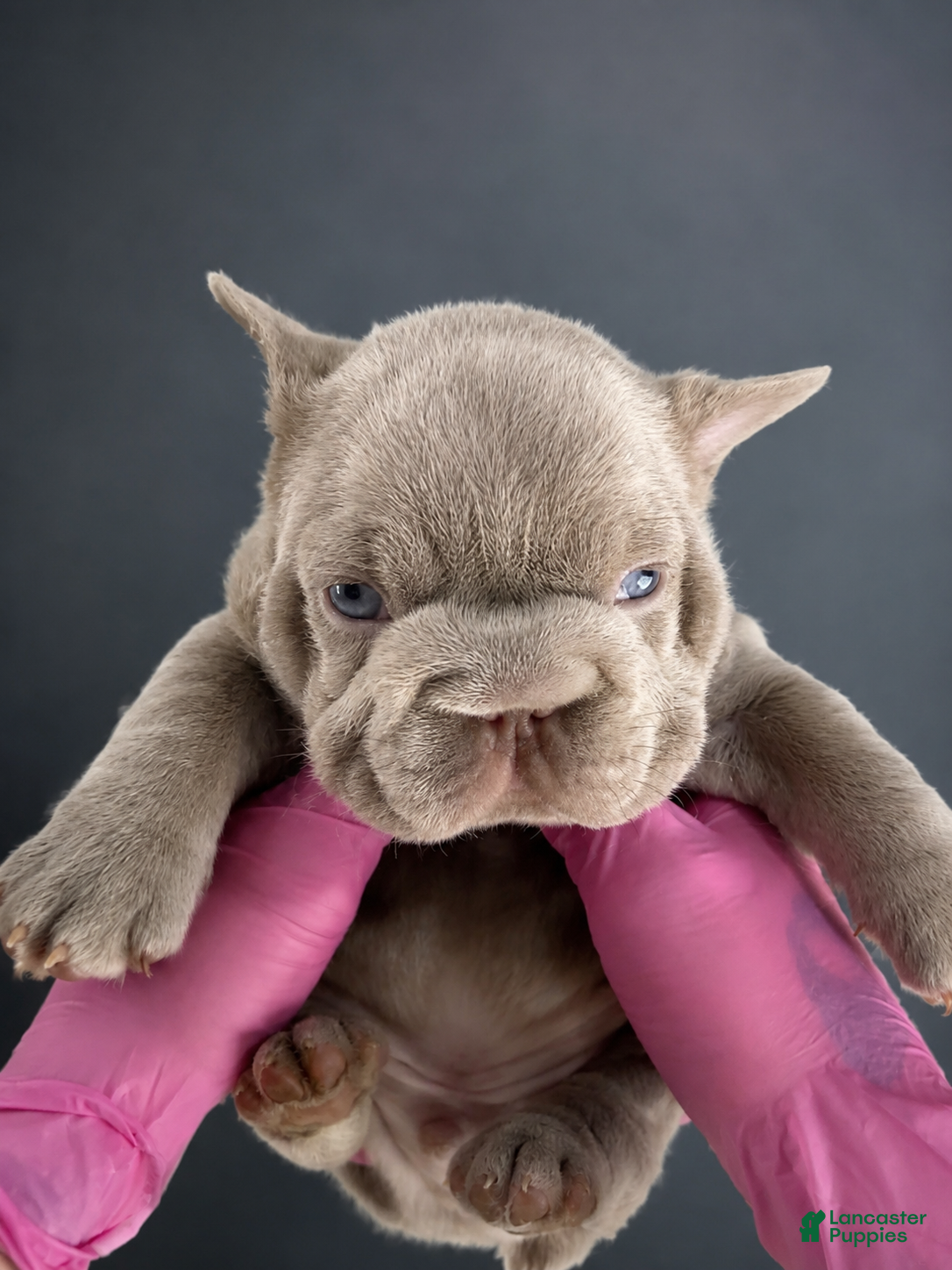 French Bulldog dogs  Cry Baby - Ad 3