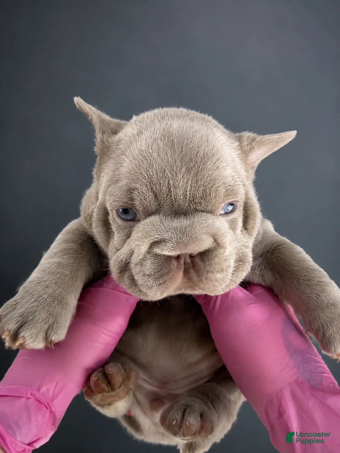 French Bulldog dogs for sale:  Cry Baby - Ad 1