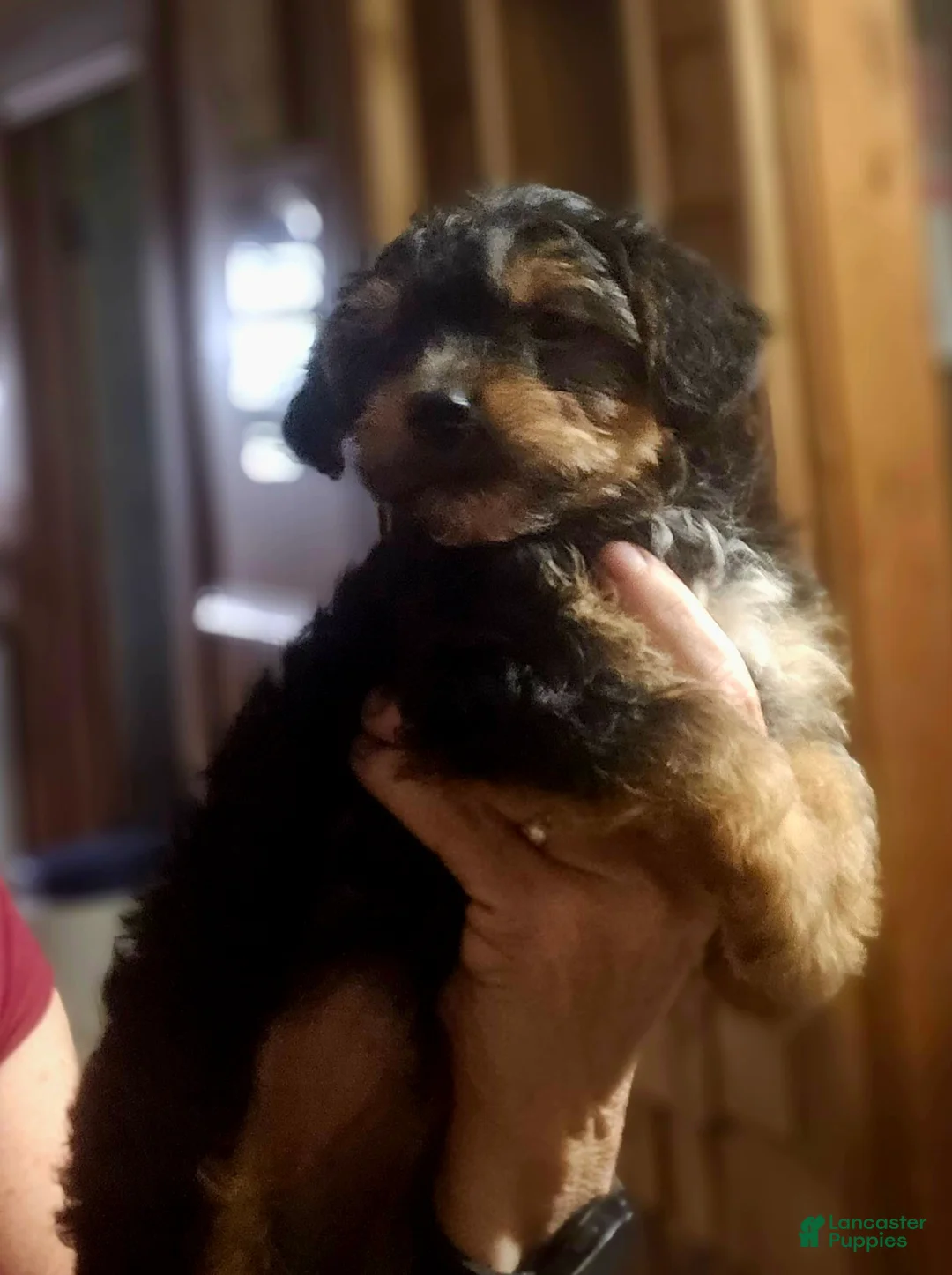 Yorkshire Terrier dogs for sale: Buttercup  - Ad 2
