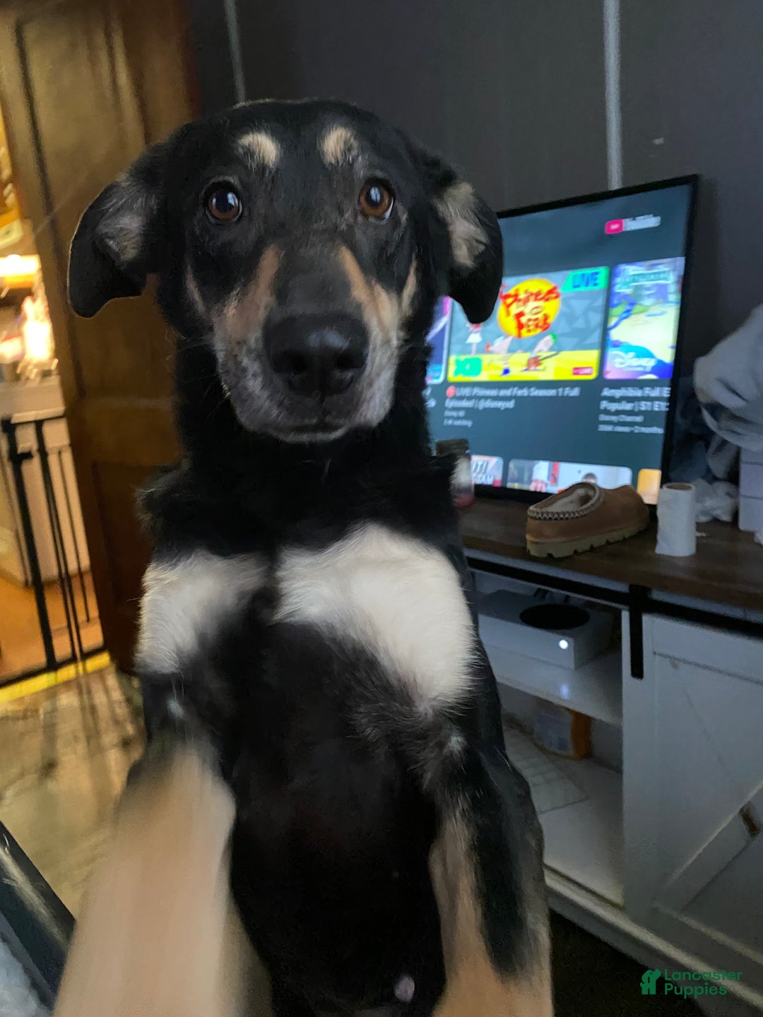 Mixed Breed dogs for sale: Mave  - Ad 12